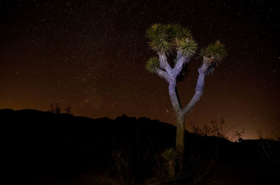 View of tree on mountain at night