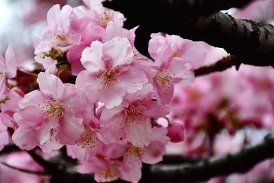 Close-up of pink cherry blossom