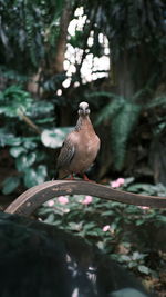 Bird perching on a tree