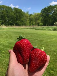 Close-up of hand holding strawberries on field