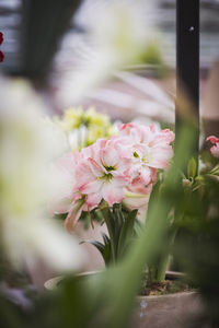 Close-up of pink flowering plant