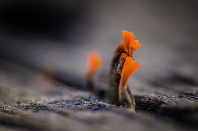 Close-up of orange leaf on rock