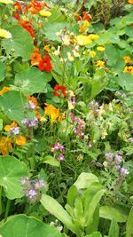 Close-up of flowers blooming outdoors