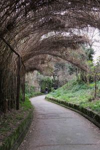 Rear view of person on road along trees