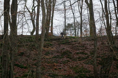 Trees in forest during autumn