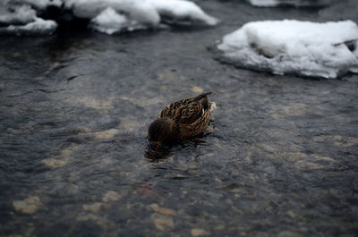 High angle view of a duck