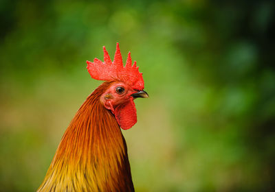 Close-up of rooster