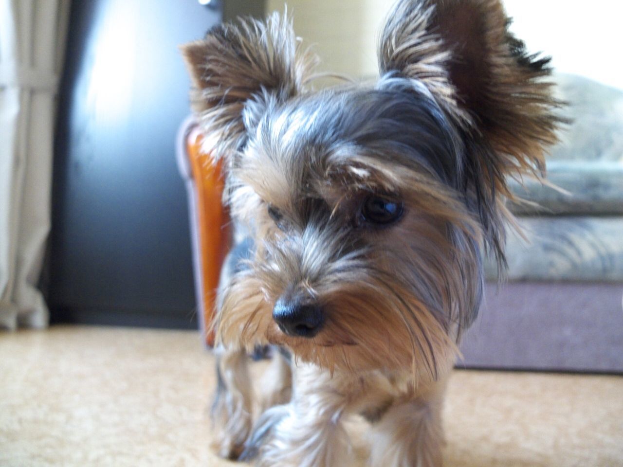 domestic animals, dog, pets, animal themes, one animal, mammal, animal head, portrait, close-up, animal hair, focus on foreground, indoors, looking at camera, snout, brown, animal body part, no people, loyalty, selective focus