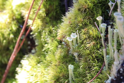 Close-up of cactus plant