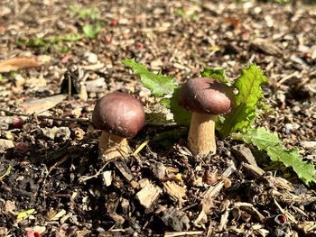 Close-up of mushrooms growing on field