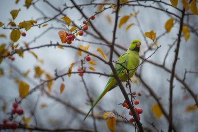 Close-up of parrot perching on tree