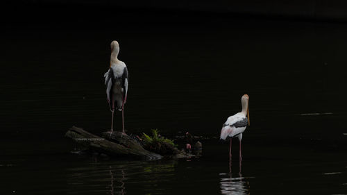 Bird perching on a lake