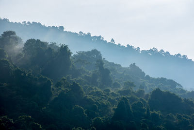 Scenic view of forest against sky