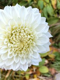 Close-up of white dahlia flower on field