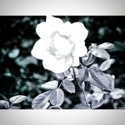 Close-up of rose blooming