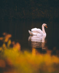 Swan swimming in lake