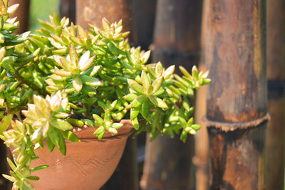 Close-up of potted plant