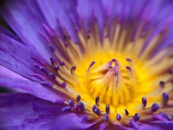 Close-up of purple flower