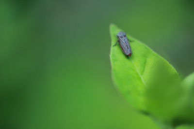 Close-up of insect on leaf