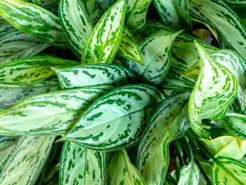 High angle view of vegetables for sale in market