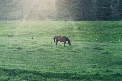 Horses grazing in a field