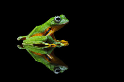 Close-up of green lizard on black background