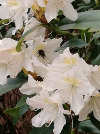 Close-up of white flowers