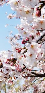 Close-up of pink cherry blossoms in spring