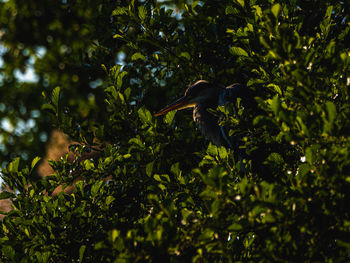 Low angle view of bird flying