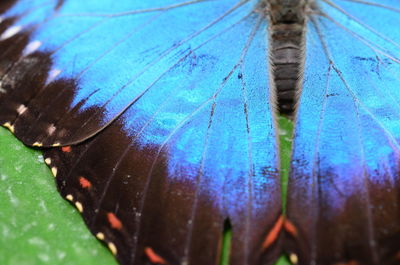 Macro shot of wet leaf