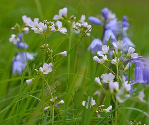 Close-up of flowers blooming in field