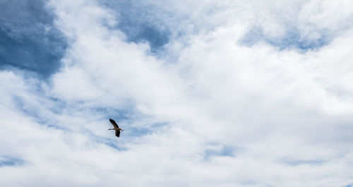 Low angle view of bird flying