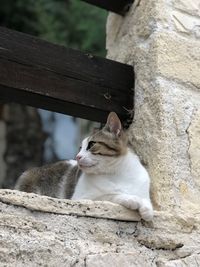 Cat sitting on retaining wall