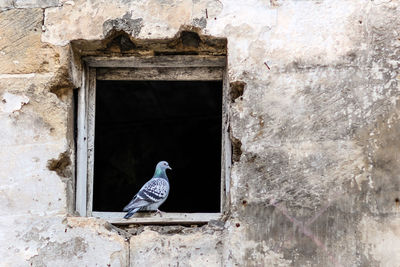 Bird perching on wall against building