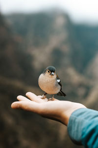 Madeiran chaffinch has flown to the man's hand for food. levada dos balcoes, madeira, portugal.