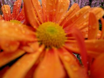 Extreme close-up of daisy flower