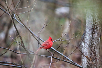 Bird perching on branch