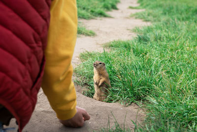 Cat walking on grass