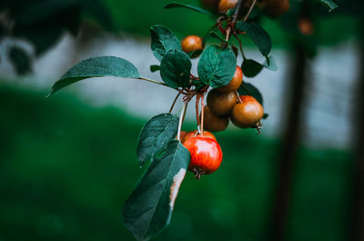 Close-up of pomegranate growing on tree