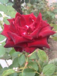 Close-up of red rose blooming outdoors