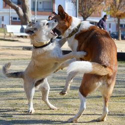 Dogs on grass