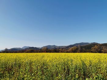 Scenic view of field against clear blue sky