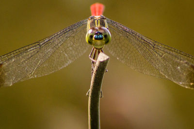 Close-up of dragonfly on twig