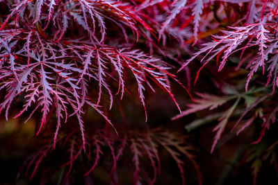 Close-up of red leaves