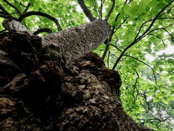 Low angle view of tree trunk