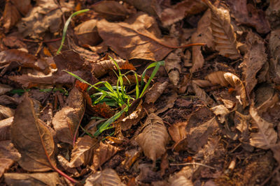 Close-up of dry autumn leaves