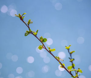 Fresh spring leaves on a blurred water background.