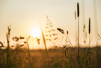 Close-up of stalks in field against sky during sunset