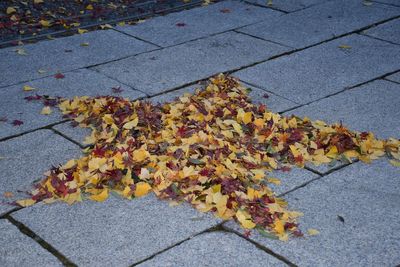 High angle view of yellow maple leaves on street