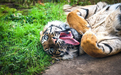 Cat lying in grass